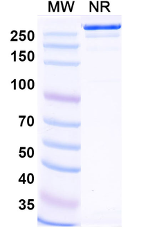 Narsoplimab Human Monoclonal Antibody