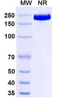 Upifitamab Human Monoclonal Antibody