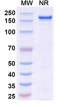 Lifastuzumab Human Monoclonal Antibody