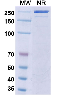 Icrucumab Human Monoclonal Antibody