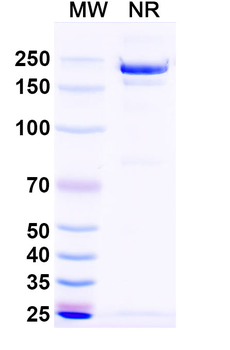 Garetosmab Human Monoclonal Antibody