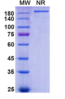 Ensituximab Chimeric Monoclonal Antibody