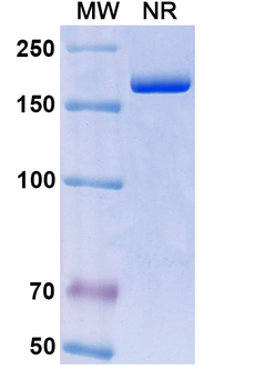 Elezanumab Human Monoclonal Antibody