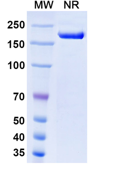 Rosopatamab Chimeric Monoclonal Antibody
