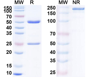 Indusatumab Human Monoclonal Antibody