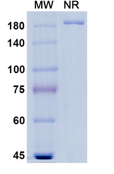 Landogrozumab Human Monoclonal Antibody