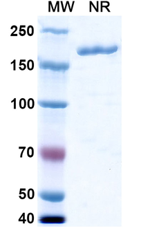 Lodelcizumab Human Monoclonal Antibody