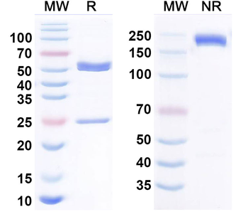 Frovocimab Human Monoclonal Antibody
