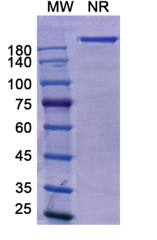 Petosemtamab Human Monoclonal Antibody