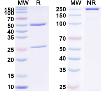 Losatuxizumab Human Monoclonal Antibody