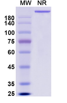 Modotuximab Chimeric Monoclonal Antibody