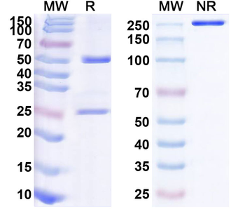 Anifrolumab Human Monoclonal Antibody