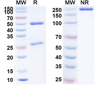 Nemolizumab Human Monoclonal Antibody