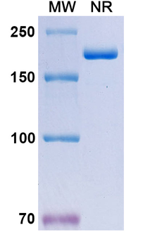 Human ErbB2/Her2 Reference Antibody (Timigutuzumab, RUO)