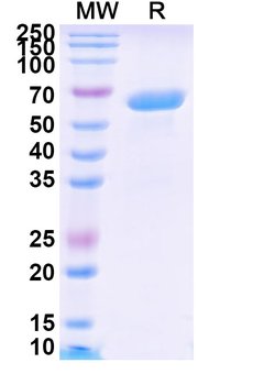 Solitomab Mouse Monoclonal Antibody