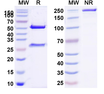 Citatuzumab Human Monoclonal Antibody