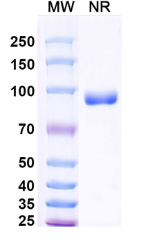 Envafolimab Chimeric Monoclonal Antibody
