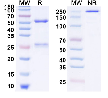 Enavatuzumab Human Monoclonal Antibody