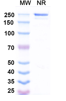 Drozitumab Human Monoclonal Antibody