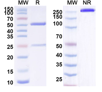 Tabalumab Human Monoclonal Antibody