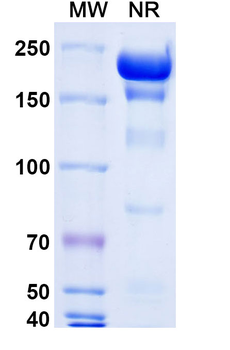 Gatipotuzumab Human Monoclonal Antibody
