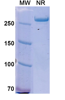 Istiratumab Human Monoclonal Antibody