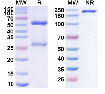 Toralizumab Human Monoclonal Antibody