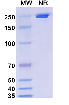 Utomilumab Human Monoclonal Antibody