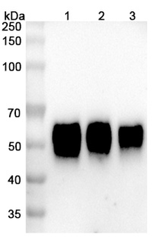 Talacotuzumab Human Monoclonal Antibody