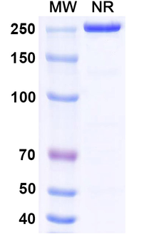 Carotuximab Chimeric Monoclonal Antibody