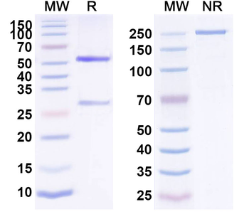 Altumomab Mouse Monoclonal Antibody