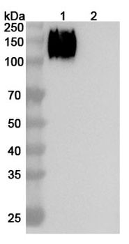 Altumomab Mouse Monoclonal Antibody