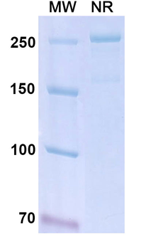 Cibisatamab Human Monoclonal Antibody