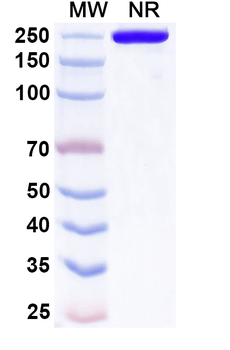 Lorvotuzumab Human Monoclonal Antibody