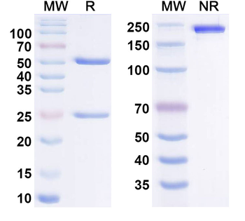 Gatralimab Human Monoclonal Antibody