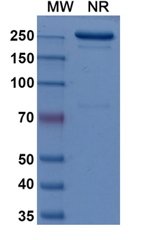 Human α4β7/LPAM-1 Reference Antibody (Abrilumab, RUO)