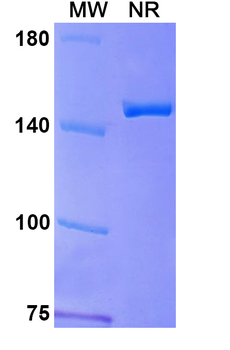 Apamistamab Mouse Monoclonal Antibody