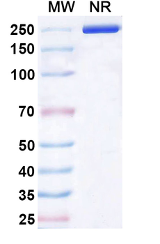 Vadastuximab Chimeric Monoclonal Antibody