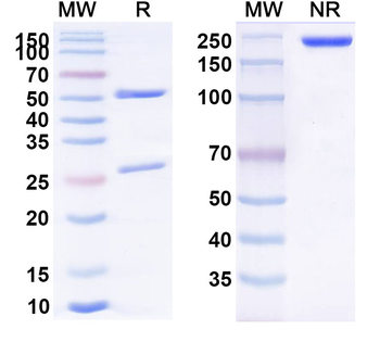 Inolimomab Mouse Monoclonal Antibody
