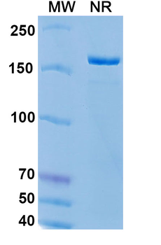 Epratuzumab Human Monoclonal Antibody