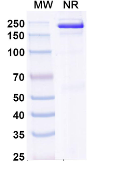 Plamotamab Human Monoclonal Antibody