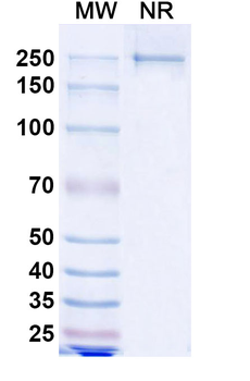 Mosunetuzumab Human Monoclonal Antibody