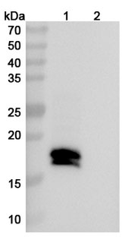 Mosunetuzumab Human Monoclonal Antibody