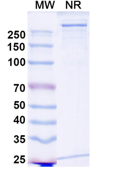 Glofitamab Human Monoclonal Antibody