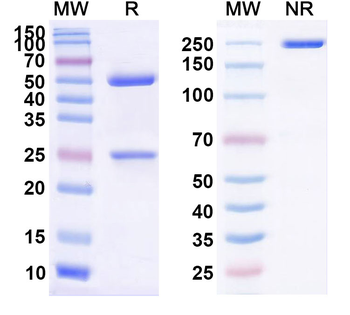 Atibuclimab Chimeric Monoclonal Antibody