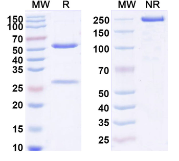 Eldelumab Human Monoclonal Antibody