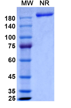 Quetmolimab Human Monoclonal Antibody