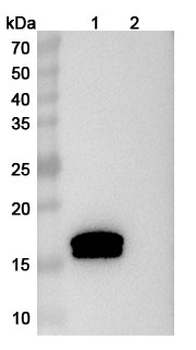 Afelimomab Mouse Monoclonal Antibody