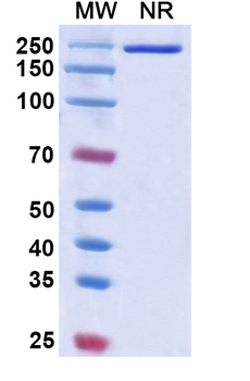 Etokimab Human Monoclonal Antibody