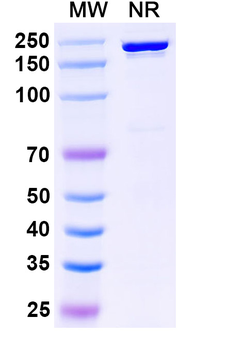 Mirikizumab Human Monoclonal Antibody